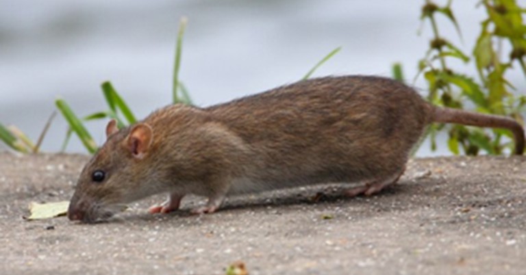 rattusN.jpg